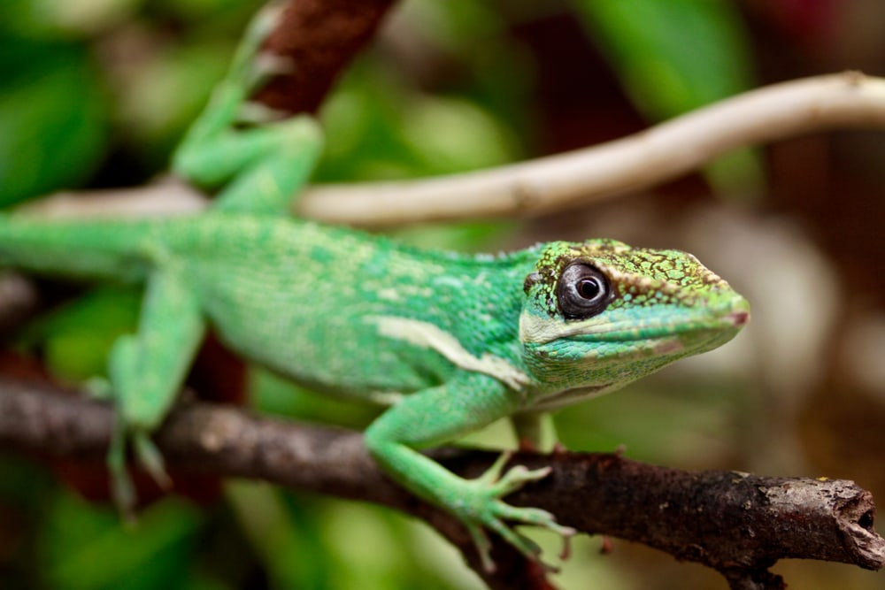 image of a Cuban Knight anole on a branch 