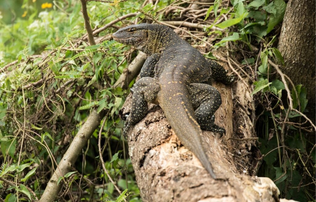 a Nile monitor lizard on a tree trunk