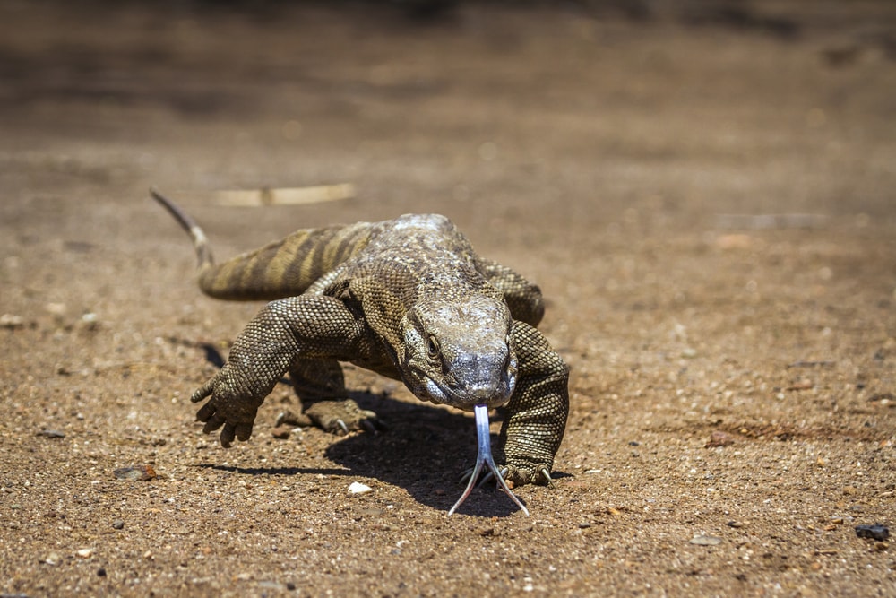 a Nile monitor lizard walking on the ground