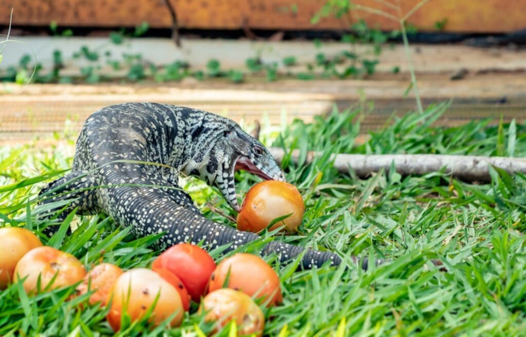 an Argentine Black and White Tegu eating tomato