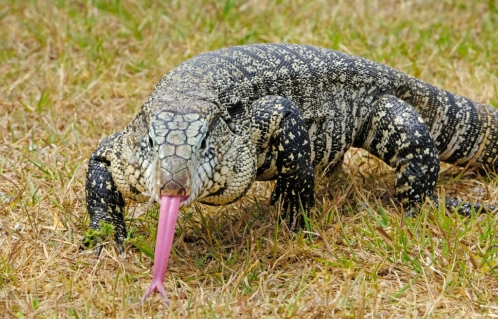 an Argentine Black and White Tegu on the grass showings its tongue