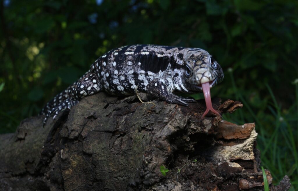  Argentine Black and White Tegu on a tree log sticking its tongue out