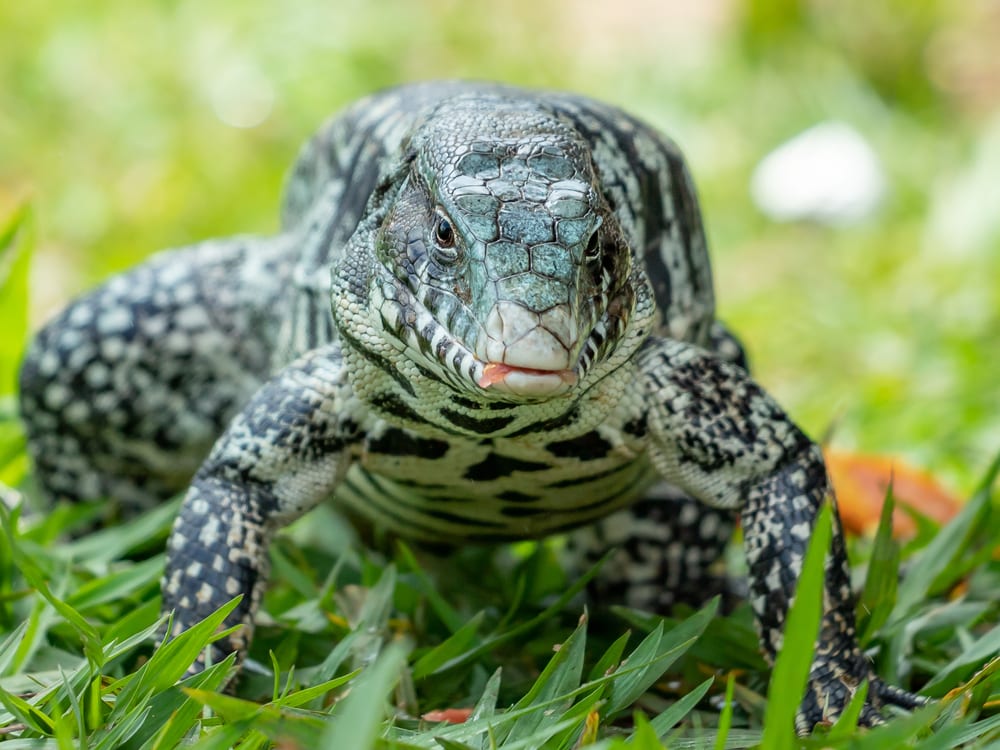 an Argentine Black and White Tegu on the grass