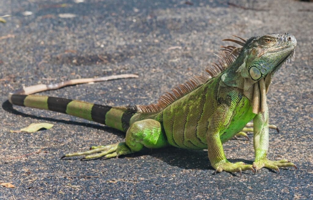 a green iguana on a road in Florida