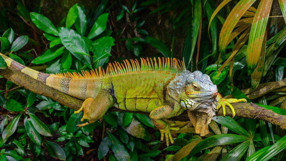 a green iguana resting on a tree branch in a forest