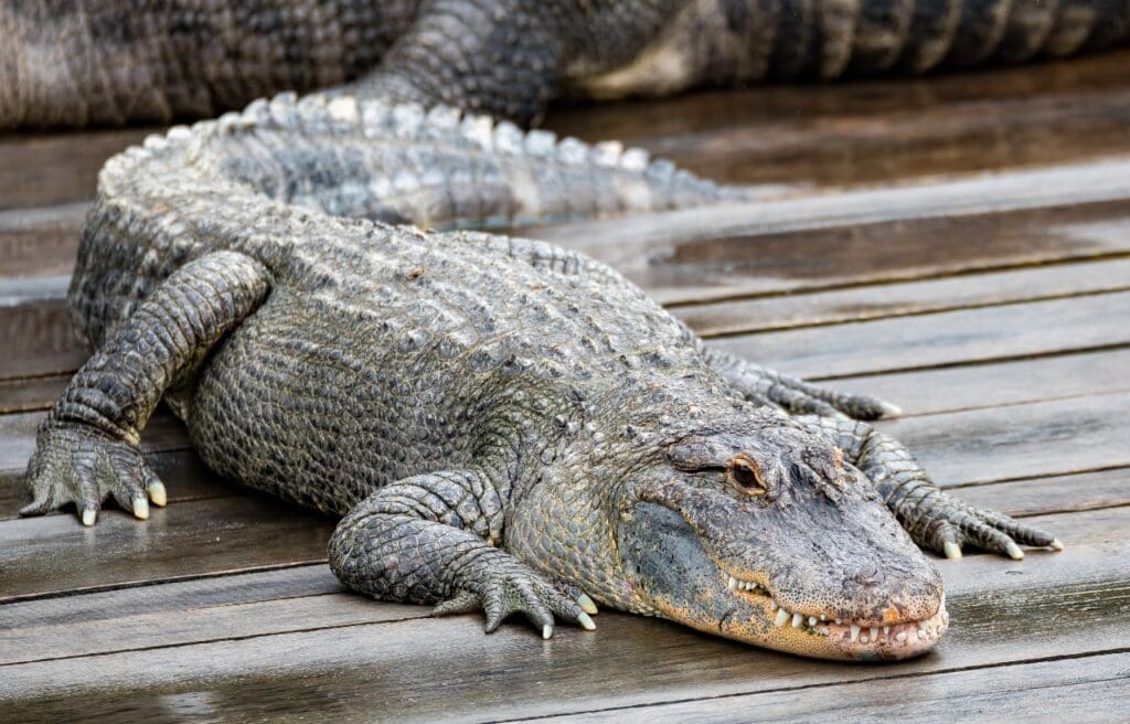 an American alligator on a wet wood