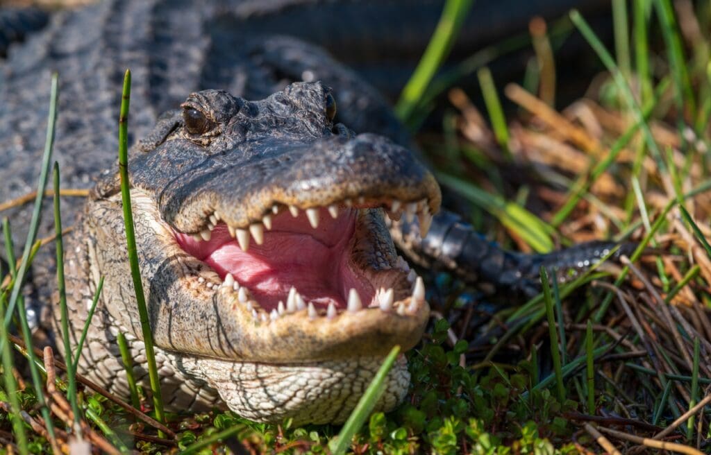 an American alligator on grass with mouth opened