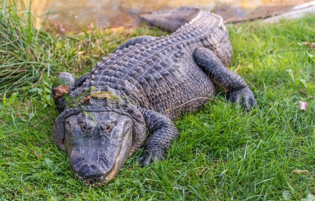 American alligator basking on the grass