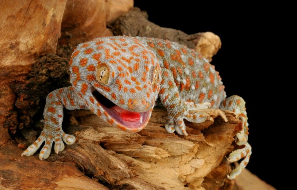 a Tokay gecko on a log with mouth opened