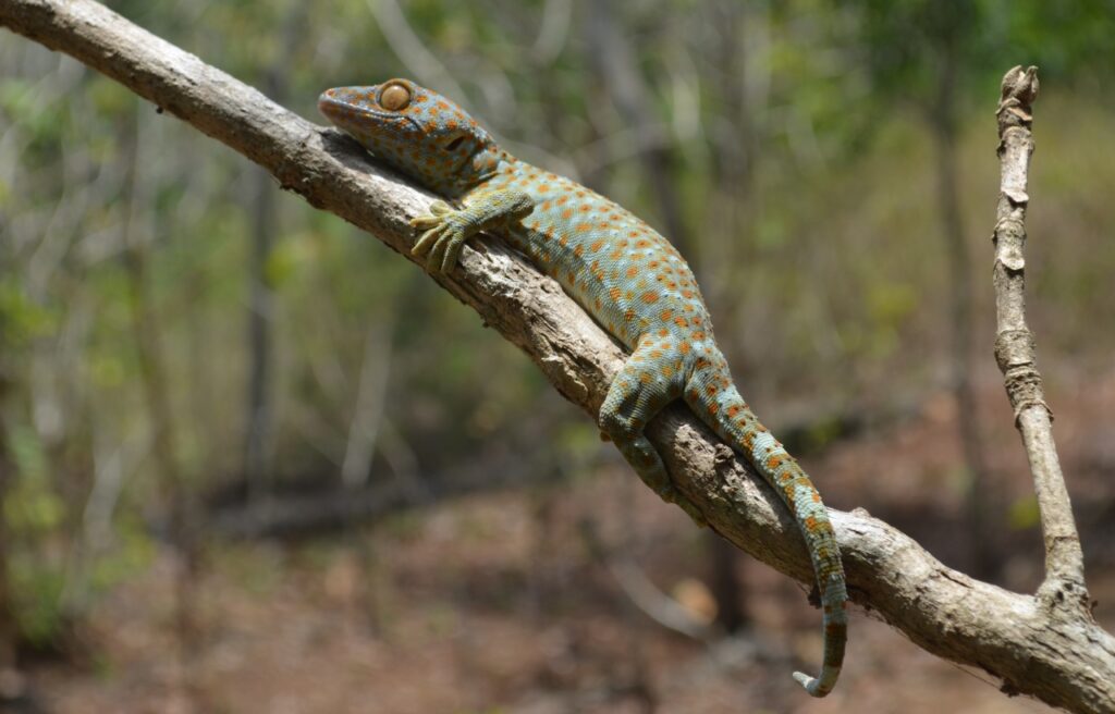 a Tokay gecko on a tree branch in a forest