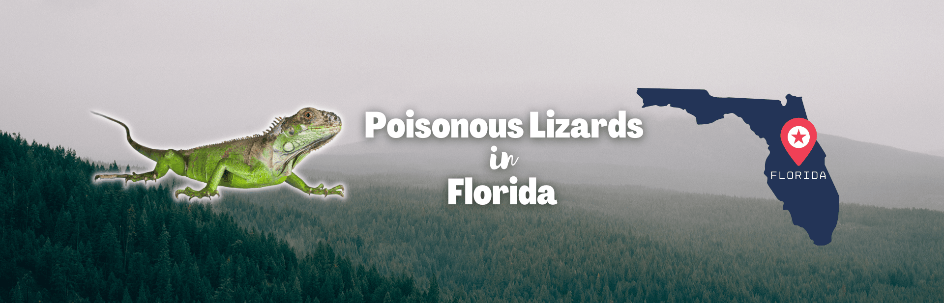 Are There Poisonous Lizards in Florida? The Sunshine State’s Most Dangerous Lizards 