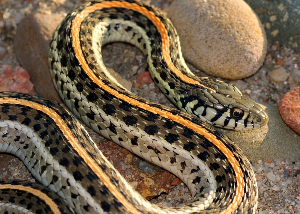 a Plains garter snake basking under the sun