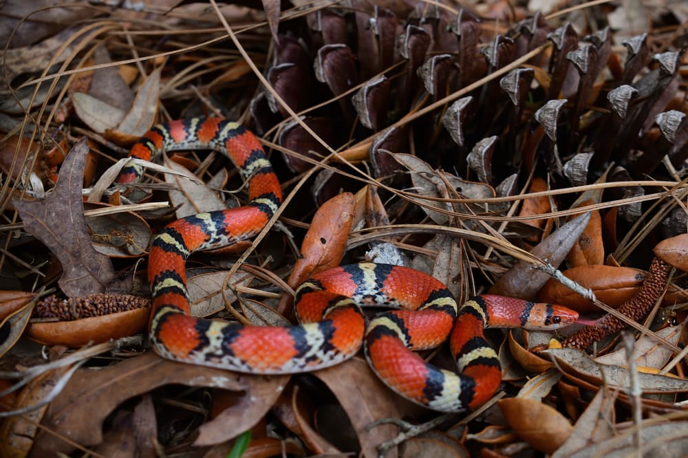 image of Florida scarlet snake beside a pine cone