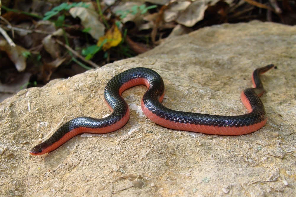 image of western worm snake slithering on a rock