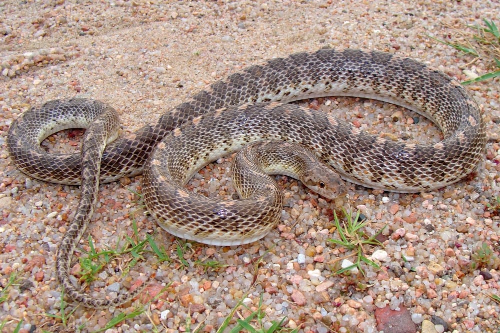 image of a Kansas glossy snake on the ground 