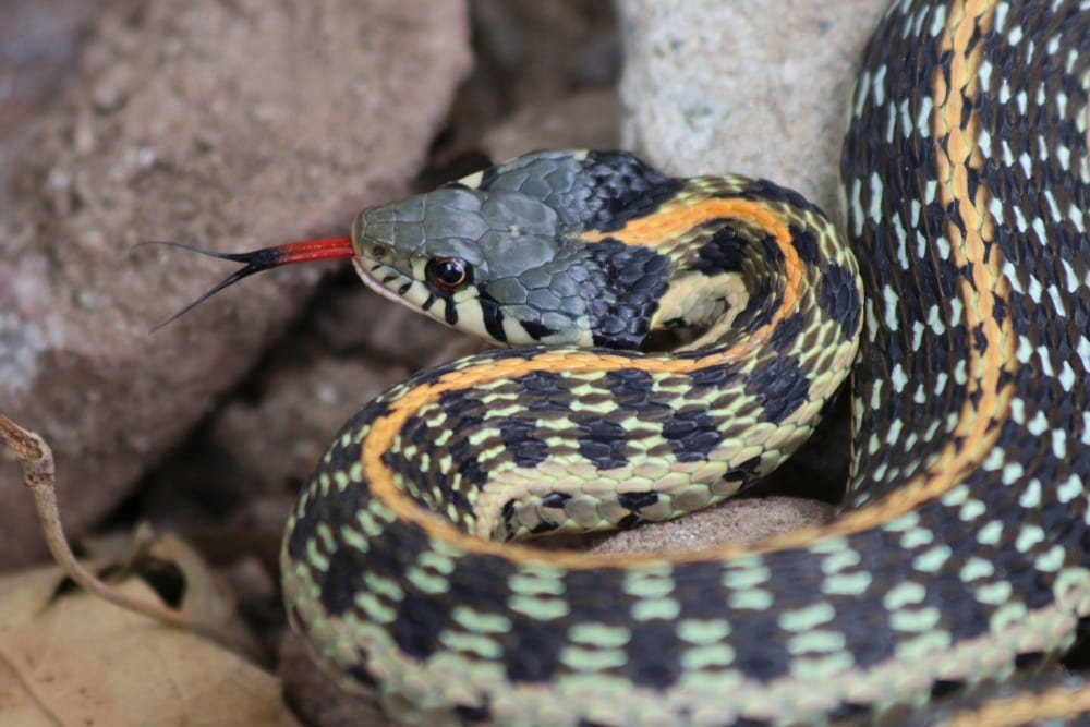 a black necked garter snake with its tongue out
