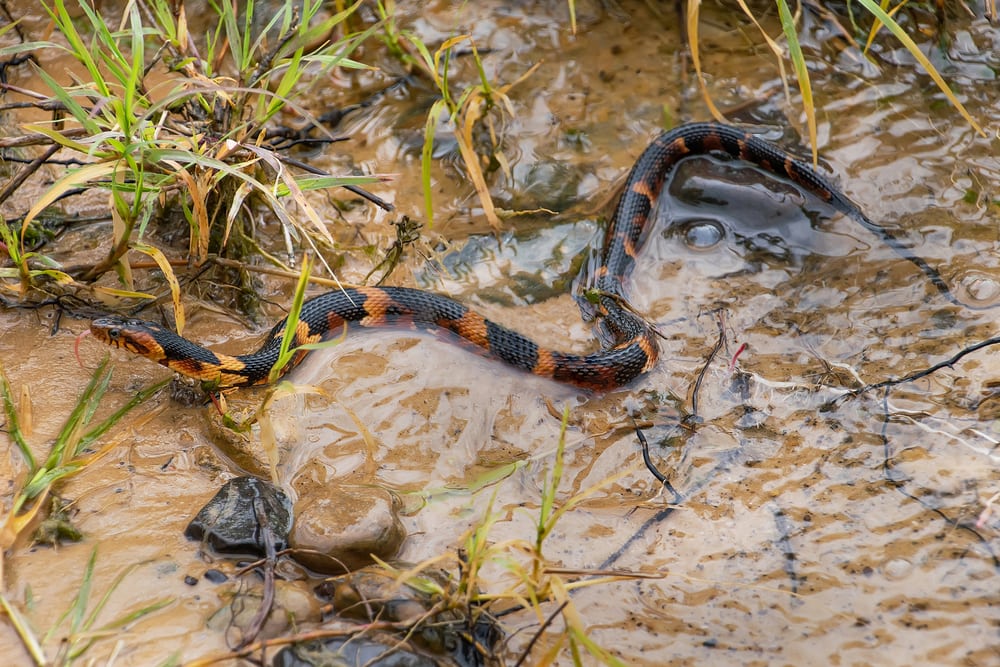 image of a broad-banded water snake in a swamp