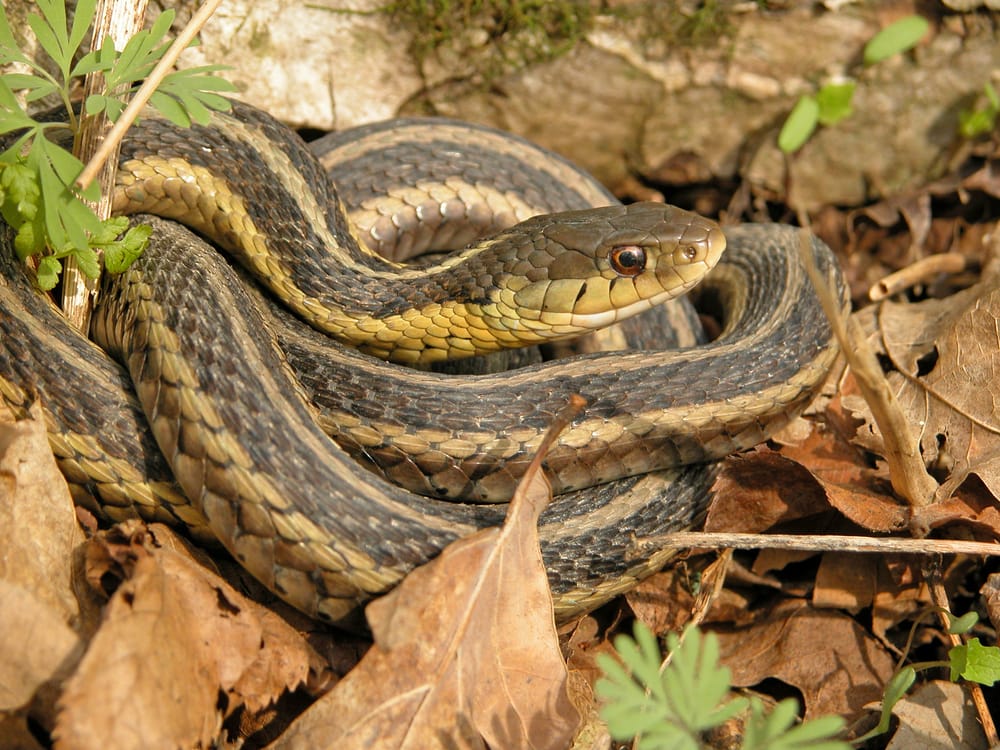 a common garter snake coiled on dried leaves