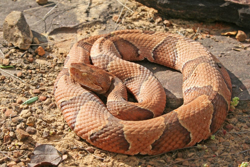 image of a copperhead coiled on the ground