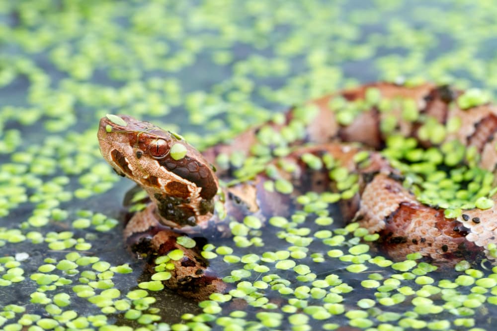 a juvenile cottonmouth in the water
