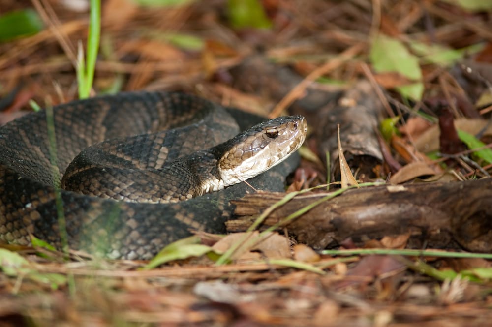 image of a venomous cottonmouth or also known as water moccasin