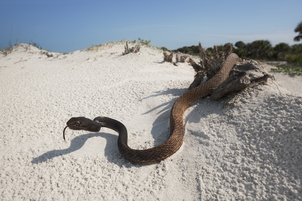 image of an eastern coachwhip snake on a sand