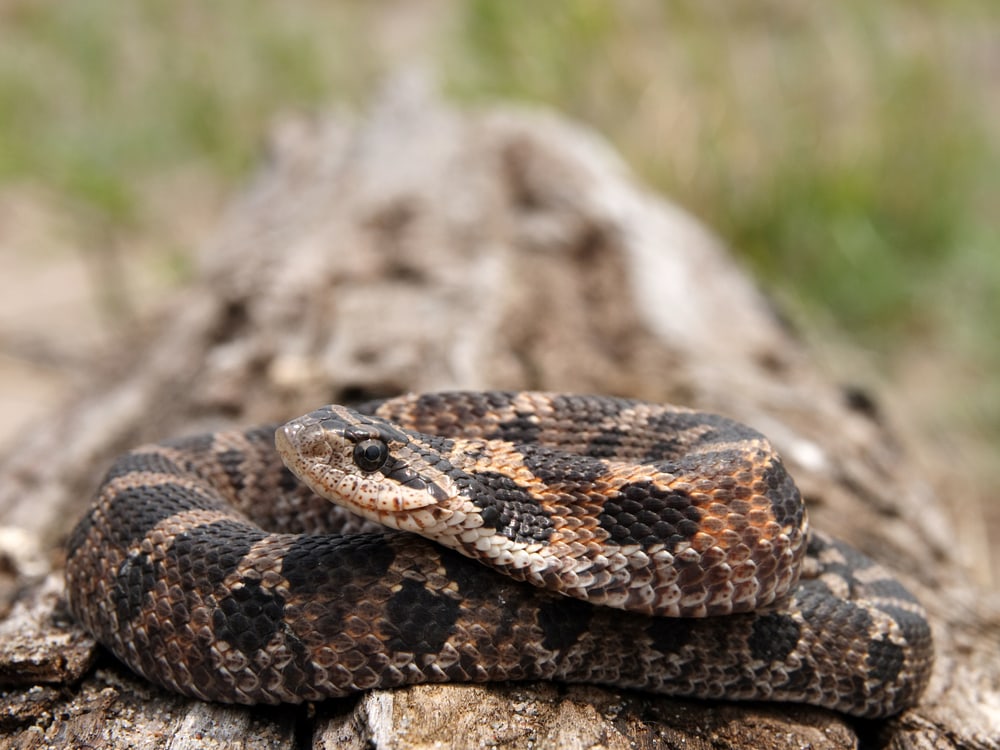 image of a eastern hog-nosed snake coiled on a log