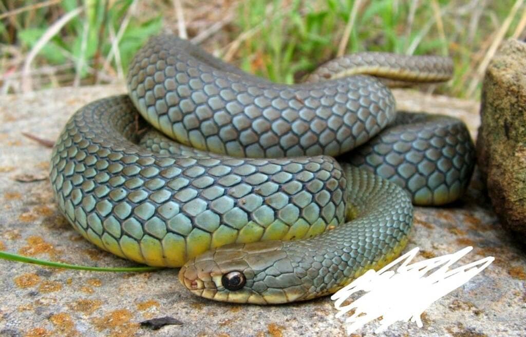 image of a coiled eastern yellow-bellied racer