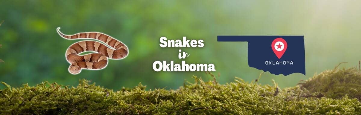 snakes in Oklahoma featured image