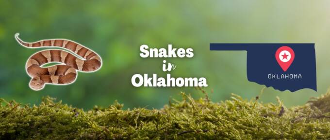 snakes in Oklahoma featured image