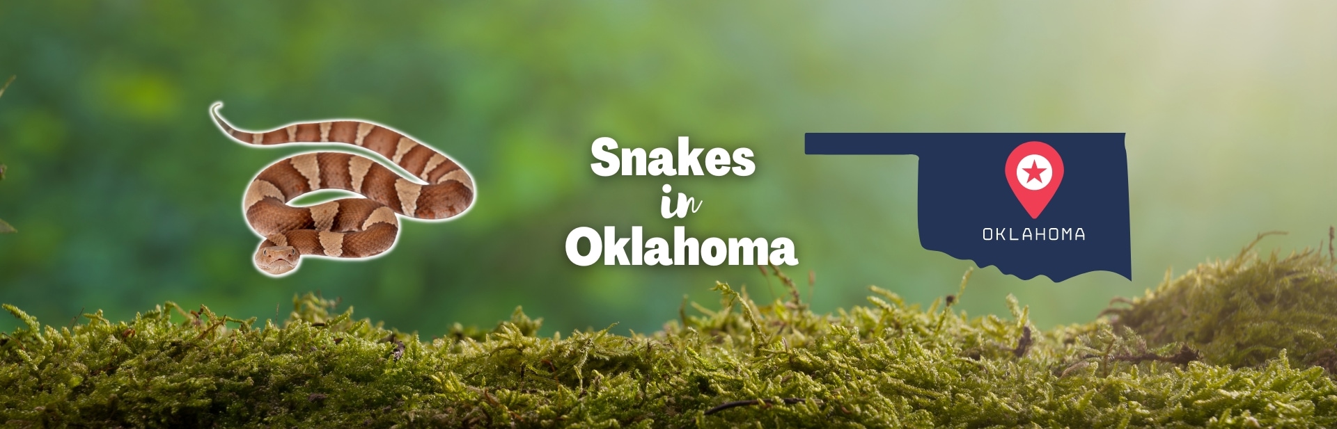 Snakes in Oklahoma: All 48 Types of Snakes Found in Oklahoma