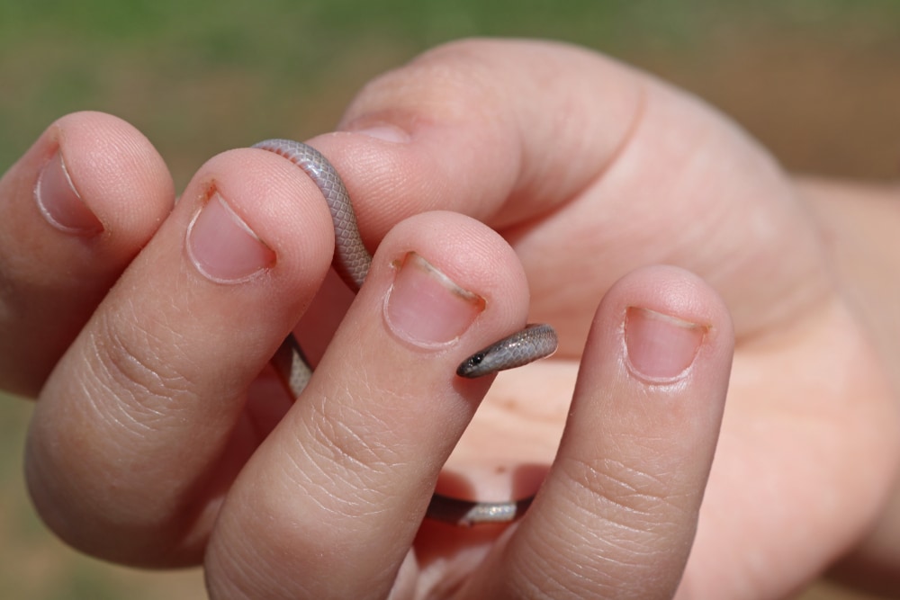 hand holding a flat-headed snake