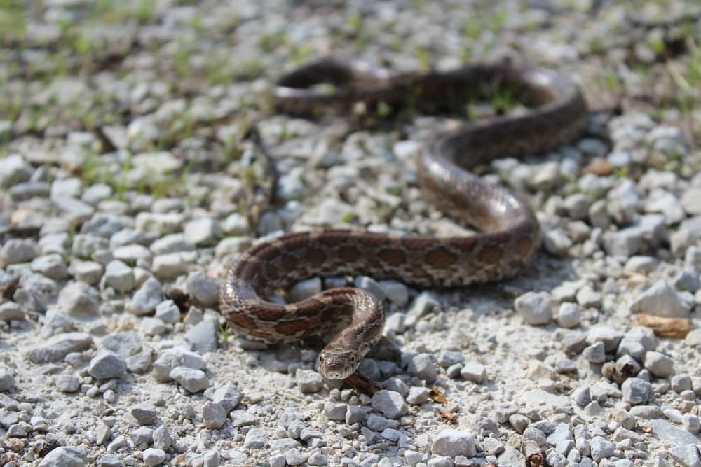 image of a Great Plains rat snake slithering on the ground