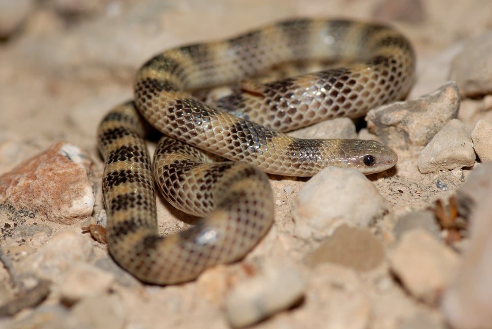 image of brown and black ground snake