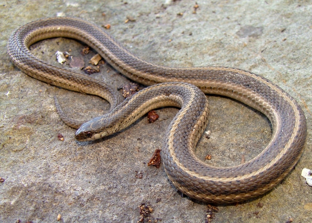 image of lined snake on the road