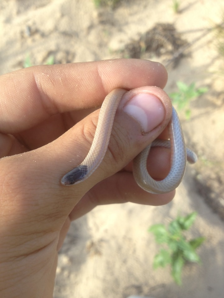 hand holding a small Plains black headed snake