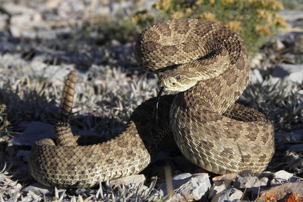 image of a prairie rattlesnake in a defense position