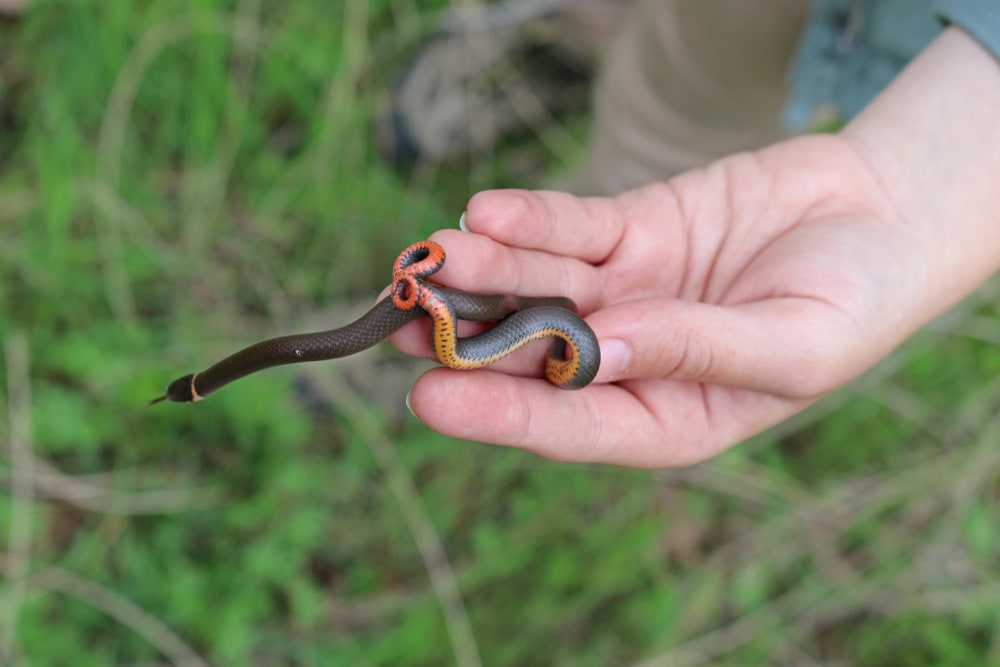 a hand holding a prairie ring neck snake