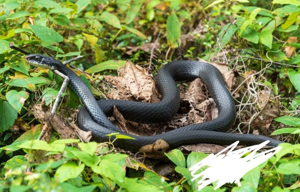 image of a southern black racer on the grass