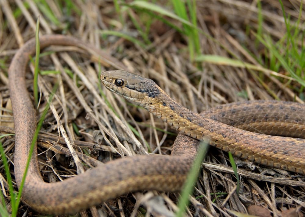 a wandering garter snake on the grass