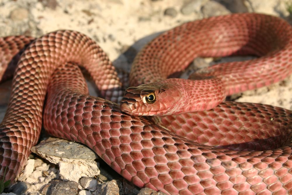 close up image of a western coachwhip snake