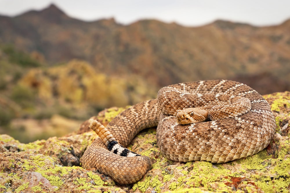 image of a western diamondback rattlesnake showing the white and black bands on its tail