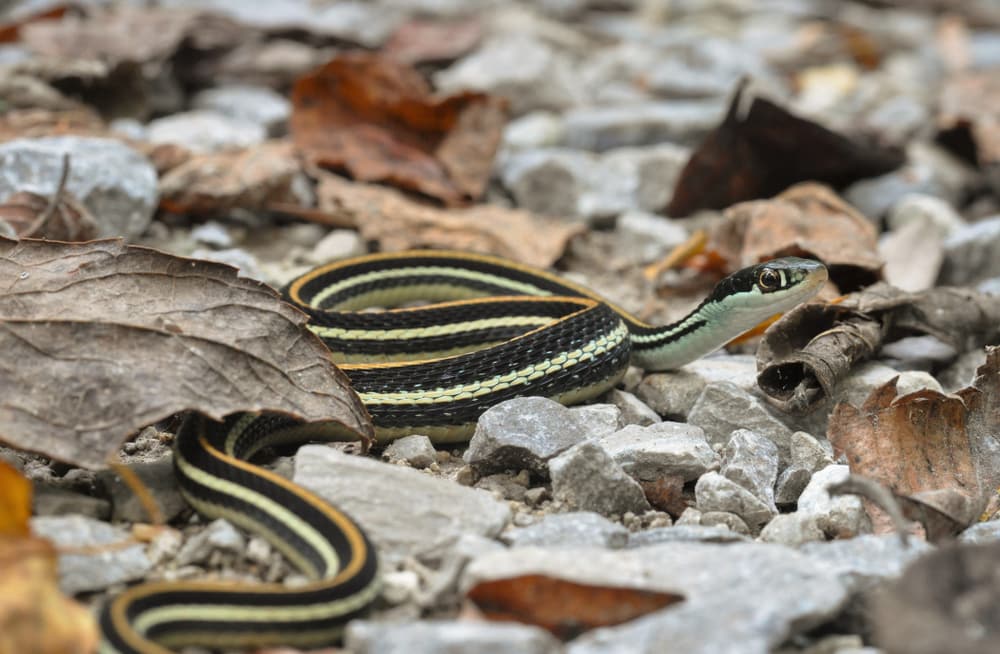 a western garter snake on a gravel road 