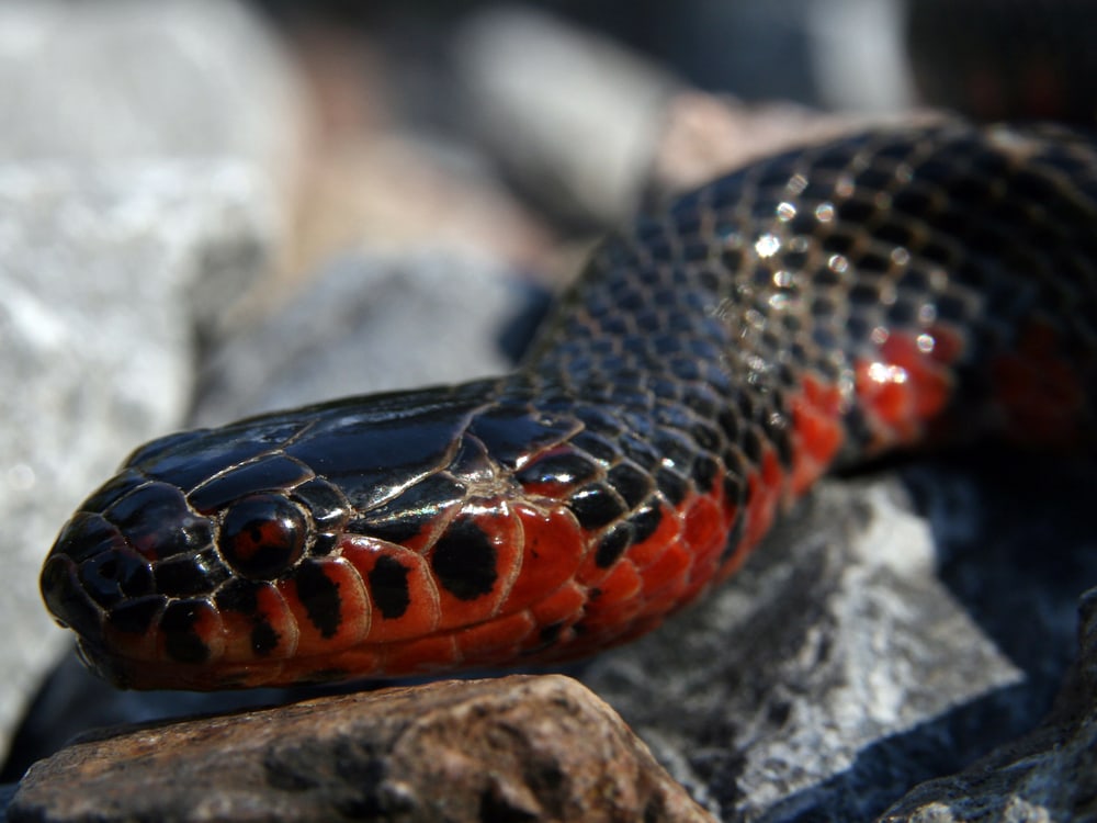 close up image of the western mud snake