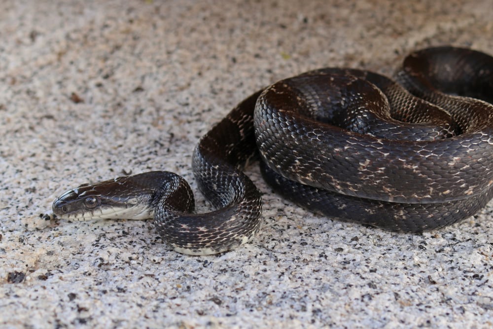 image of a western rat snake on the ground