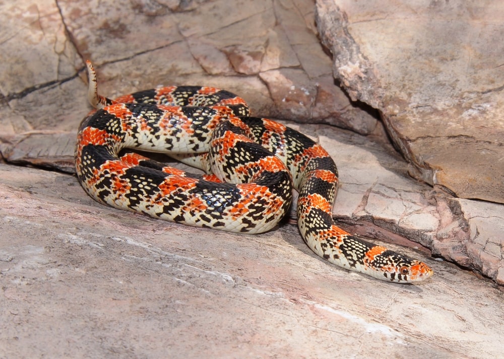 image of Texas long-nosed snakes