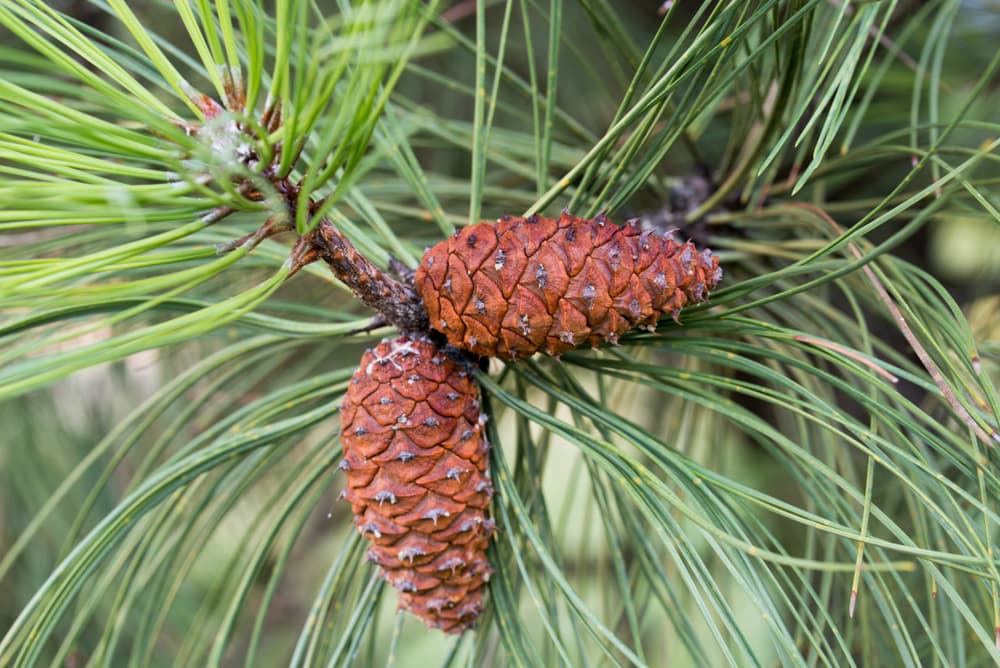 close up of two ponderosa pine cone and  needles