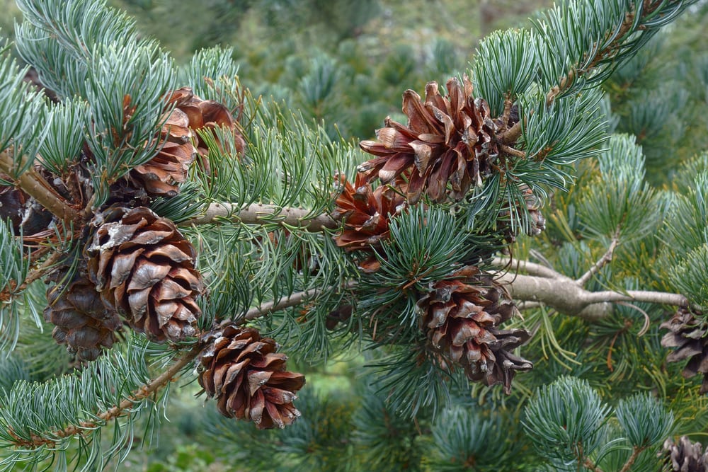 close up image of pine cones from Japanese White Pine (Pinus parviflora cleary)