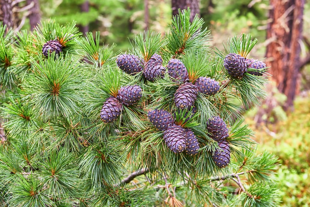 image of a Siberian pine cone on a tree showing a purple color