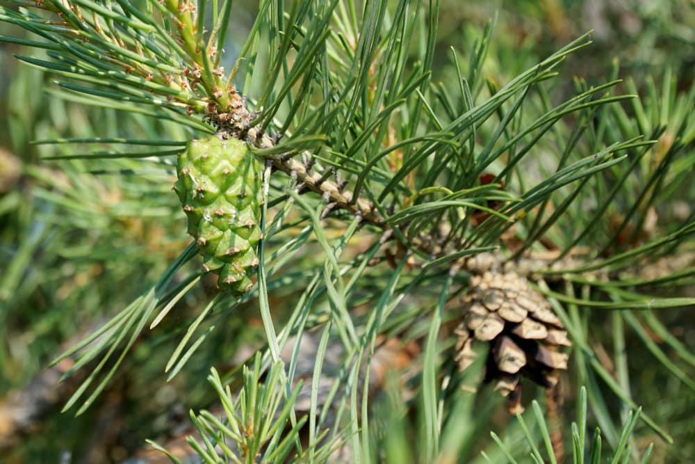 image of an old and young pine cone on a pine tree